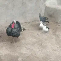 دو بوقلمون  سه تا ادرک اسرائیلی