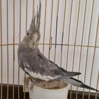 عروس هلندی سخنگو و رام
