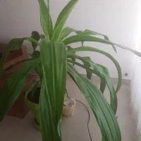 گل سوسن عنکبوتی