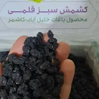 مویز بی هسته شرابی کاشمر