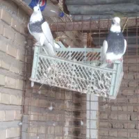 کبوتر|پرنده|دزفول, |دیوار