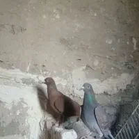کبوتر