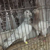 سار هفرنگ و زرد جفتگاه نر ماده