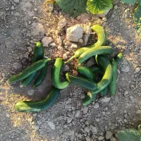 خیار درجه یک