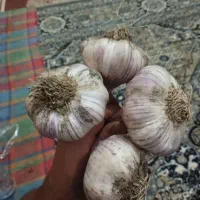 سیر درجه یک