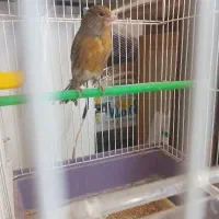 قناری ماده آماده جفتی سهره