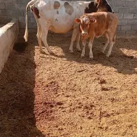 گاو وگوساله