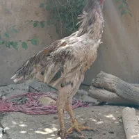 خروس لاری