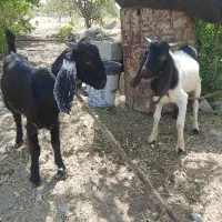 کهره نر