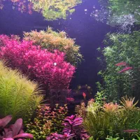 گیاه آکواریوم گیاهی