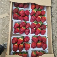 توت فرنگی گلخانه ای