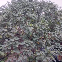 فروش چوب درخت انجیر به بالاترین پیشنهاد