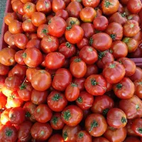 خرید گوجه تناژ پرسی و اناری به بالاترین قیمت