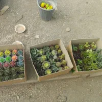 کاکتوس