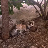 درخواست یه حیاط یا جای امن موقت