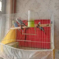 مرغ عشق