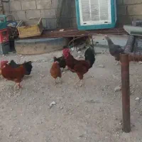 مرغ و خروس
