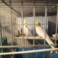 عروس هلندی مولد