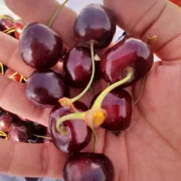 گیلاس خیلی درشت و یکدست از باغات اسفراین