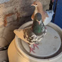 نروماده شهری