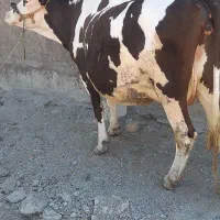 گاونوبر سیمینتال نزدیک به زایمان