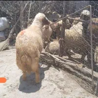 قوچ وبره