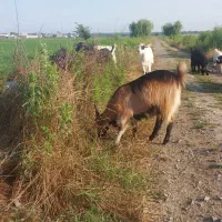 ۱۱راس بز جوان آبستن پاکستانی محلی دورگه