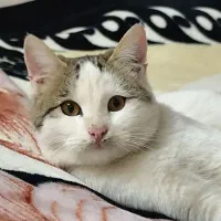 گربه