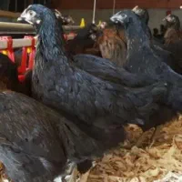 5ماهه