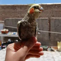 عروس هلندی دستی