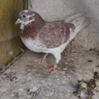 کفتر پرشی