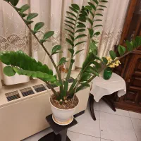 گلدارن تزئینی.