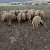 شک داشتی