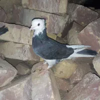 شازده و خال سرخ