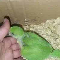 طوطی ملنگو  پرپوش