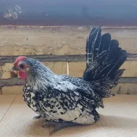 مینیاتوری، سبرایت ،گلپایگان ، اردک