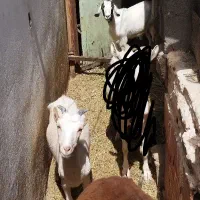گوسفند