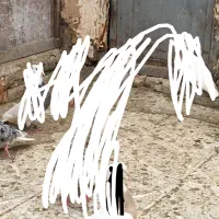 کبوتر هفرنگ دم سفید