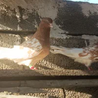 کفتر