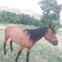 فروش دو راس مادیان سواری