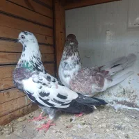 کبوتر|پرنده|رشت, منظریه|دیوار