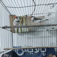 فنچ|پرنده|رودان, |دیوار