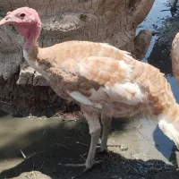 بوقلمون