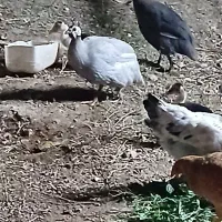 مرغ مصری