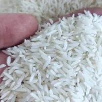 برنج هاشمی مجلسی دانه بلند