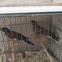مرغ مینا