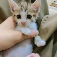 واگذاری بچه گربه