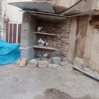 کفتر پرشی