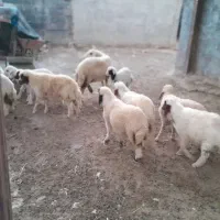 بره|حیوانات مزرعه|گوآور, |دیوار