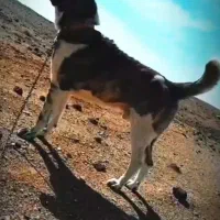 سگ گله